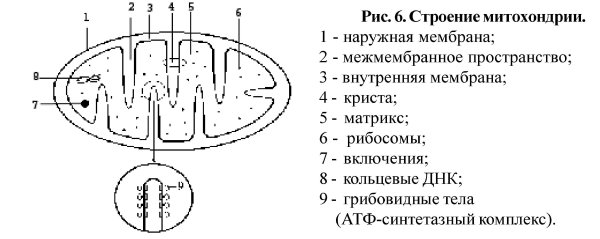 Граны митохондрии