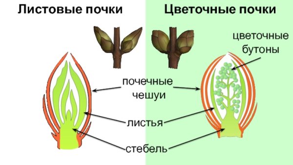 Строение листовой и цветочной почки