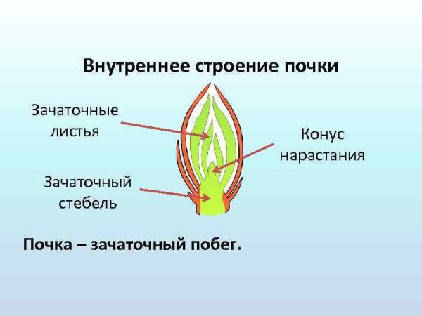 Строение почки растения рисунок