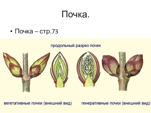 Вегетативная и генеративная почка