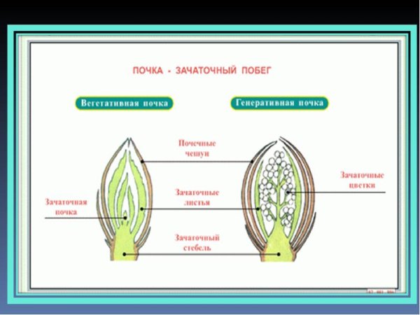 Строение листовой почки каштана