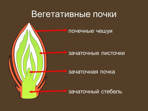 Рисунок строение почки вегетативной и генеративной
