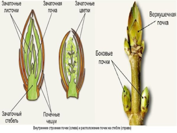 Строение вегетативной почки растения