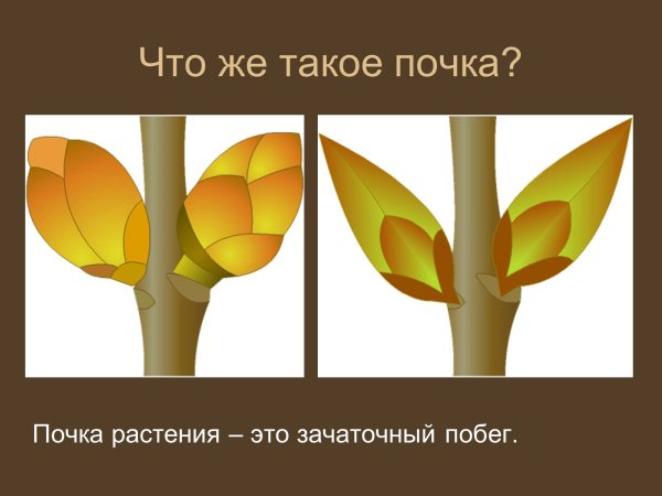 Строение листовой почк