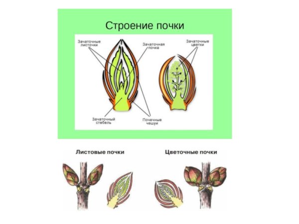 Строение почки покрытосеменных растений