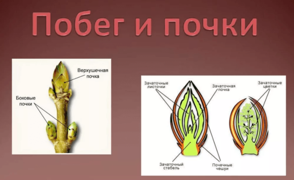 Строение побега и строение генеративной и вегетативной почки.