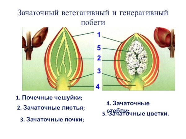 Строение генеративной почки растения