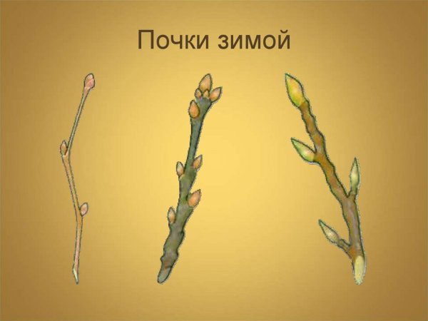 Строение листовой и цветочной почки