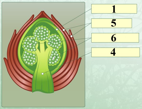 Внутреннее строение почки тополя
