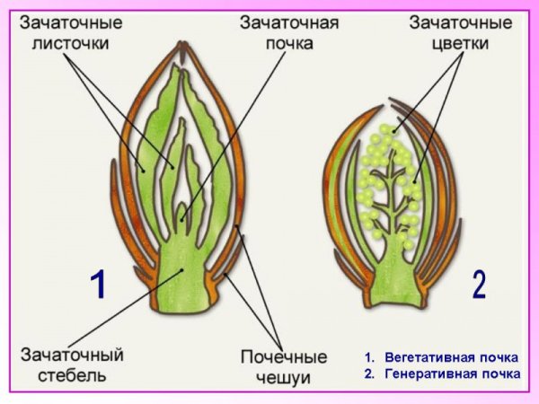 Побег и почки 6 класс биология Пасечник
