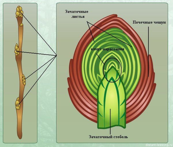 Строение расположение почек конусы нарастания
