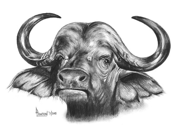 Буйвол рисунок