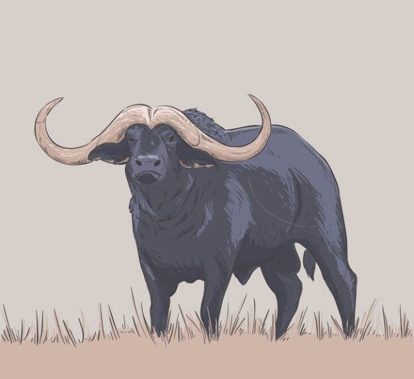 Африканский буйвол рисунок