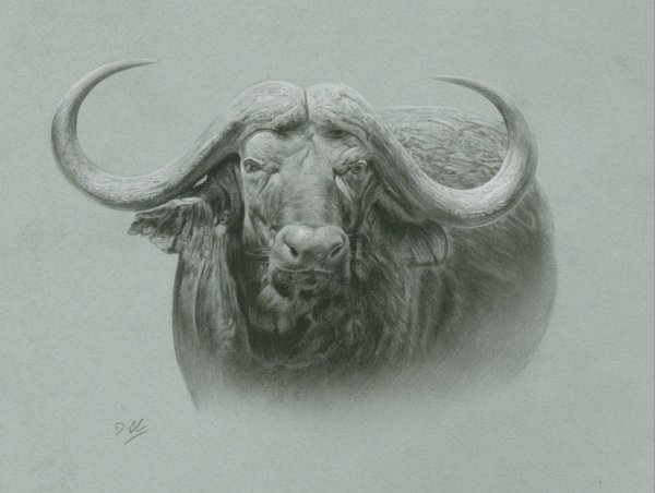 Буйвол гравюра