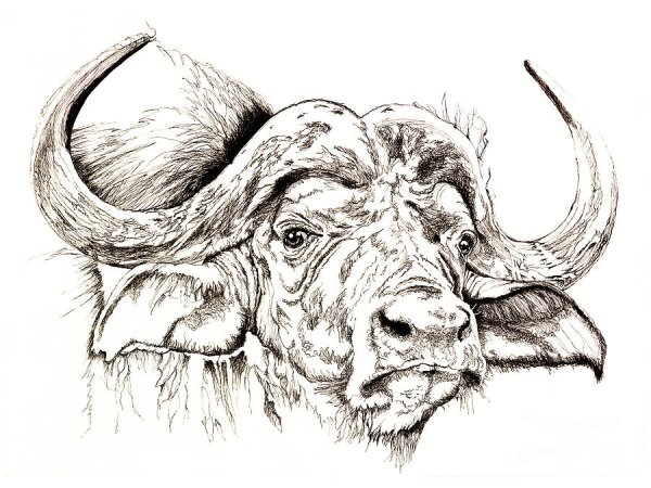 Buffalo рисунок