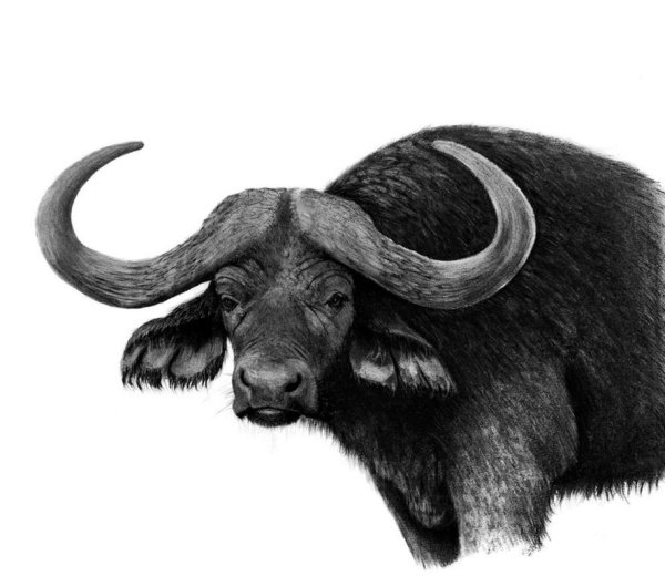 Буйвол карандашом