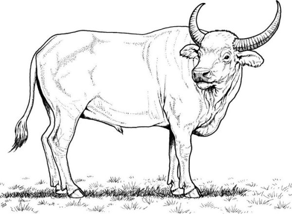 Бык рисунок