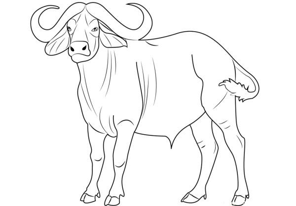 Буйвол раскраска для детей