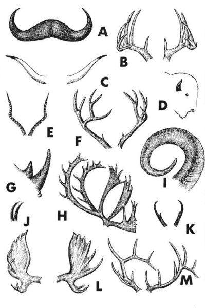 Рога разновидности