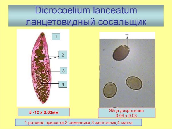 Яйца ланцетовидного сосальщика