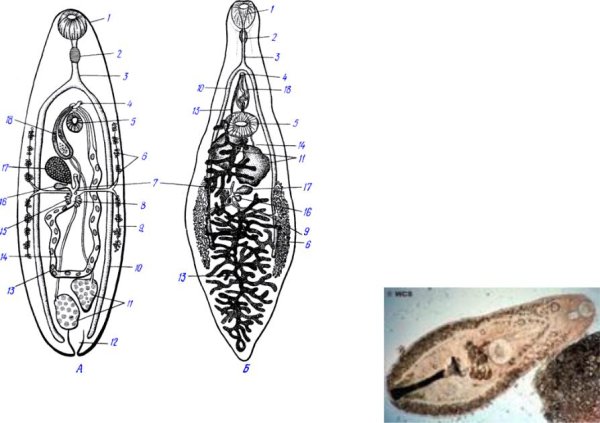 Ланцетовидный сосальщик (Dicrocoelium lanceatum)