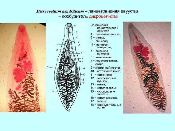 Dicrocoelium lanceatum строение