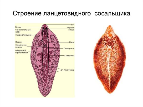 Ланцетовидная двуустка строение
