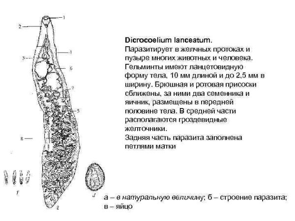 Dicrocoelium lanceatum строение