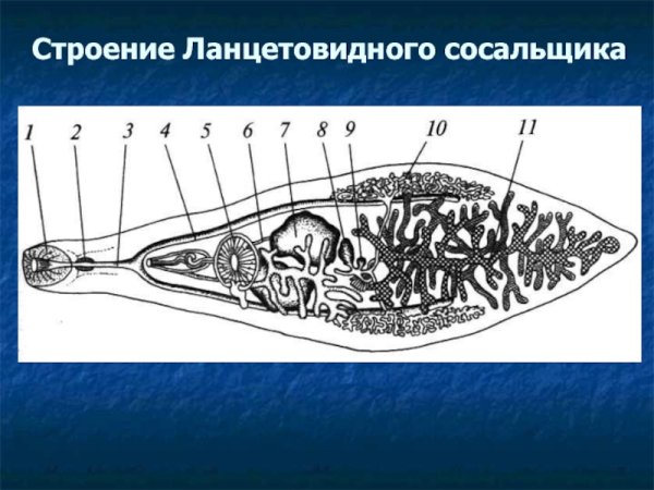 Сибирский сосальщик строение