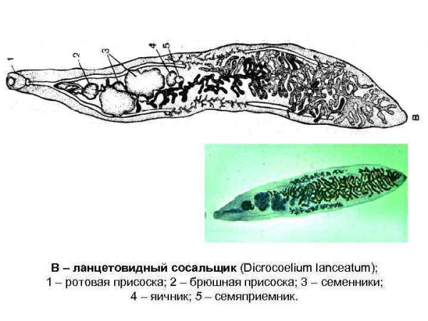 Ланцетовидный сосальщик строение