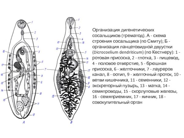 Ланцетовидный сосальщик строение