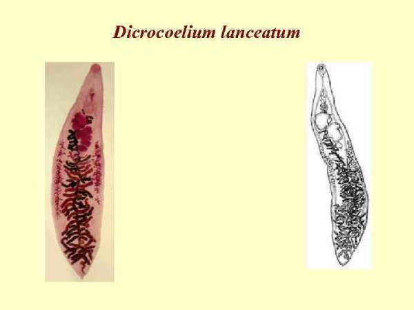 Ланцетовидная двуустка строение