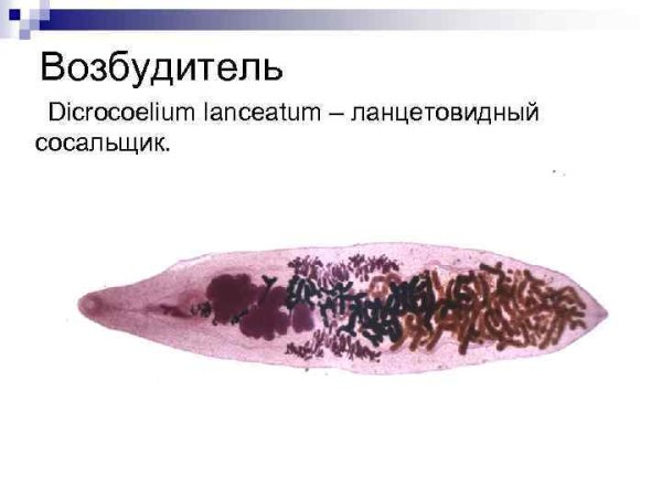 Dicrocoelium lanceatum строение