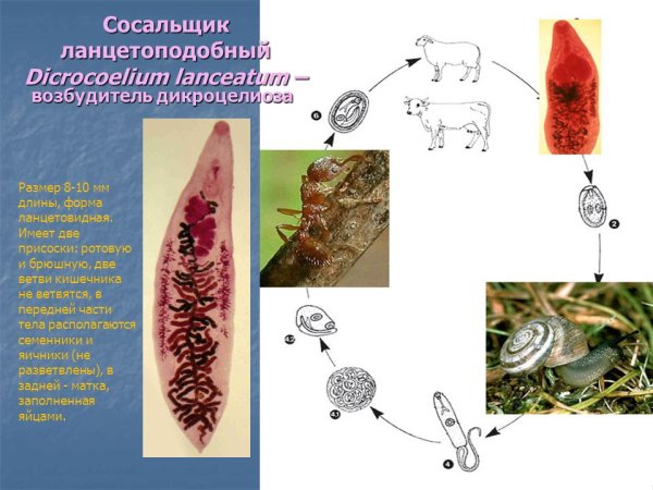 Цикл развития ланцетовидного сосальщика