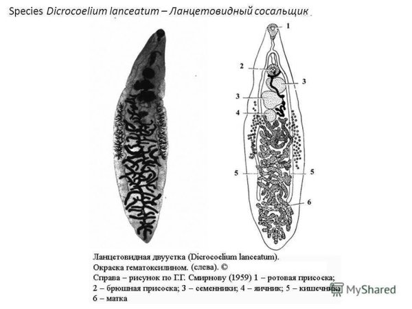 Кошачий сосальщик и ланцетовидный сосальщик
