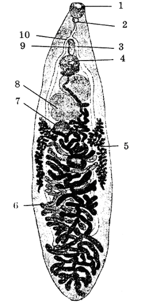 Марита Fasciola hepatica строение