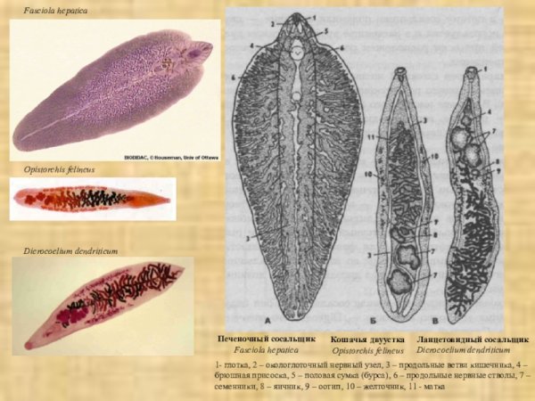 Дигенетические трематоды