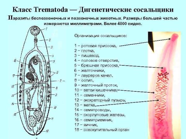 Dicrocoelium lanceatum строение
