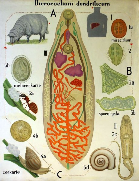 Dicrocoelium lanceatum строение яйца