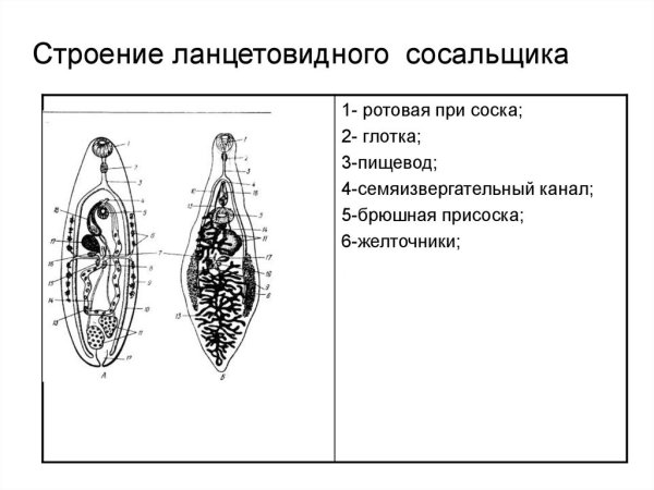 Кошачий сосальщик строение