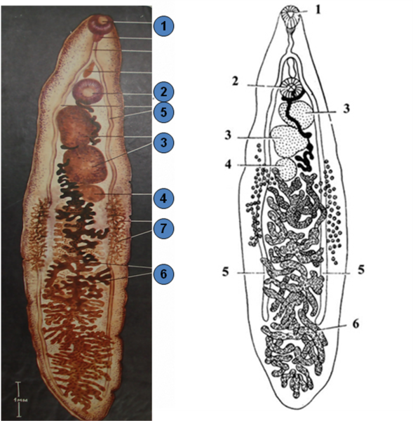 Кошачий сосальщик (Opisthorchis felineus)