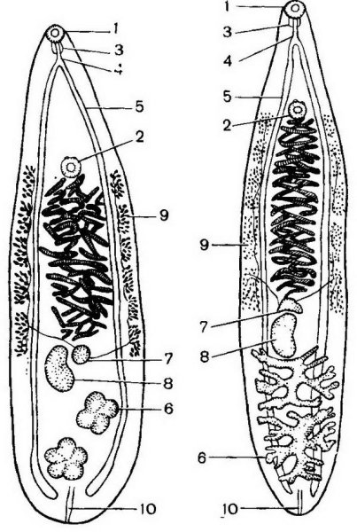 Китайский сосальщик (Clonorchis sinensis)