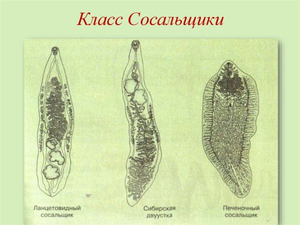 Ланцетовидный сосальщик препарат