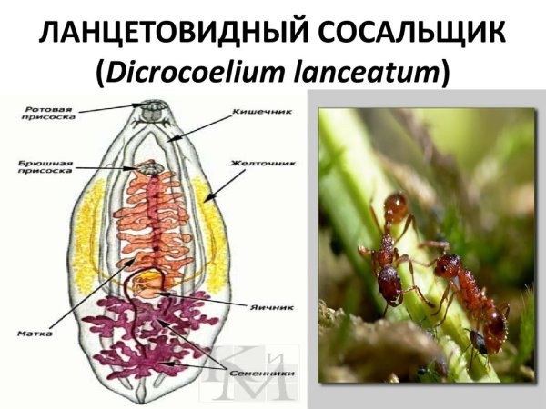 Марита ланцетовидного сосальщика
