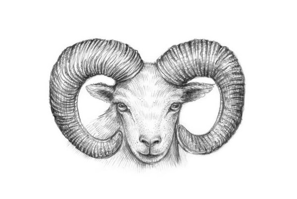 Баран рисунок карандашом