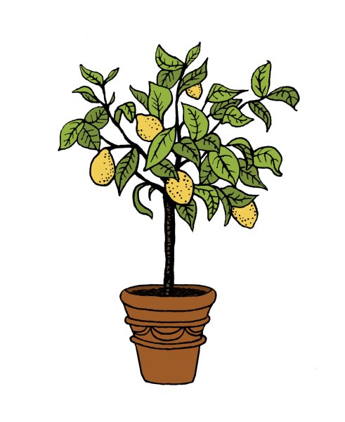 Лимонное дерево Джена