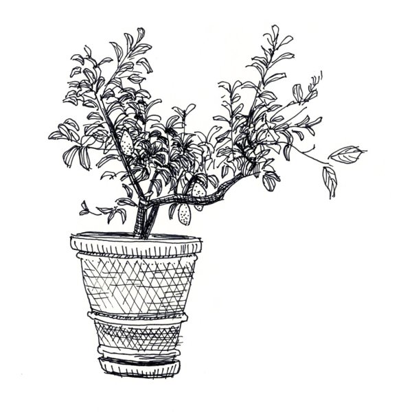 Дерево в горшке раскраска