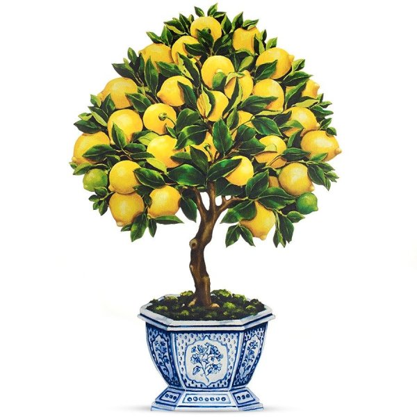 Лимонное дерево бонсай семена