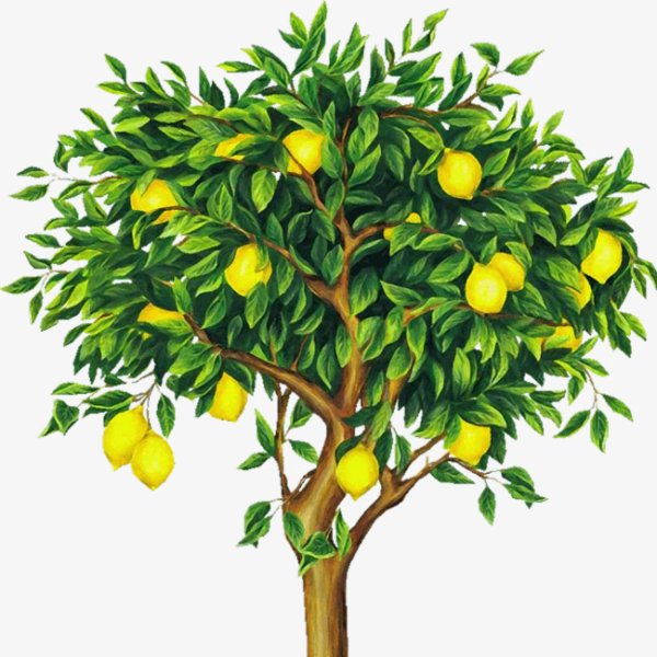 Апельсиновое дерево