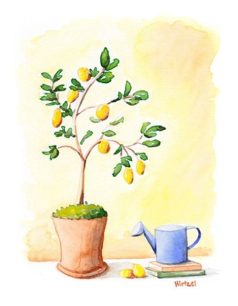 Лимонное дерево акварель